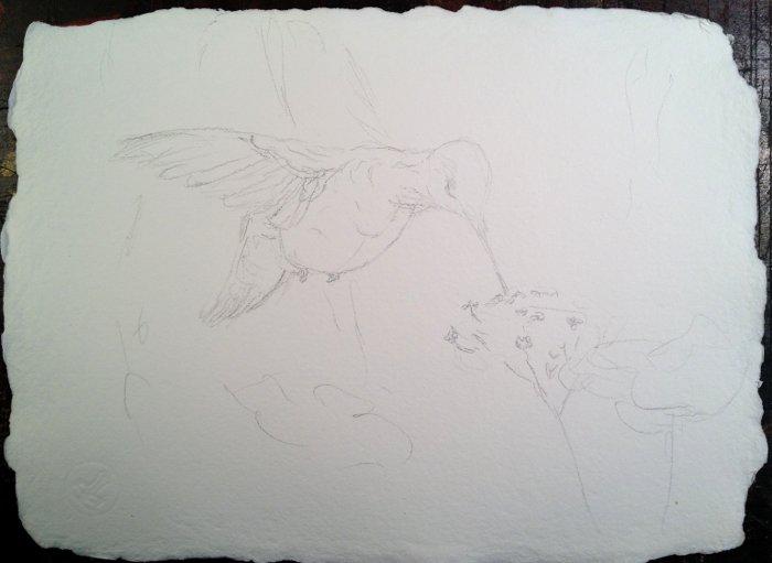 Рисуем колибри на цветах вербены акварелью - шаг 1