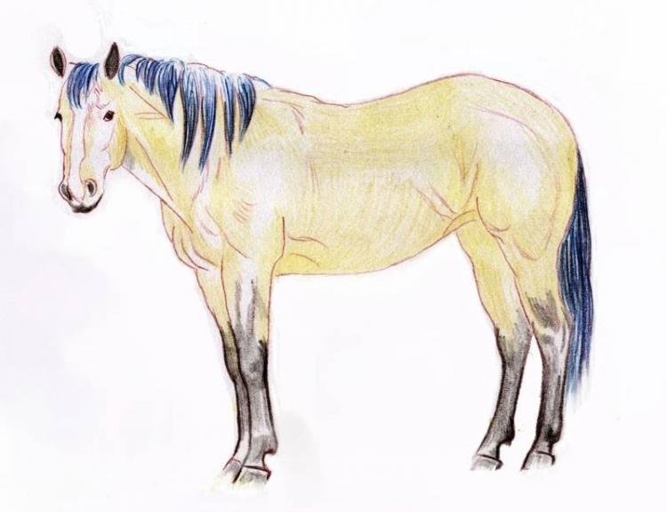 Рисуем лошадь цветными карандашами - шаг 3