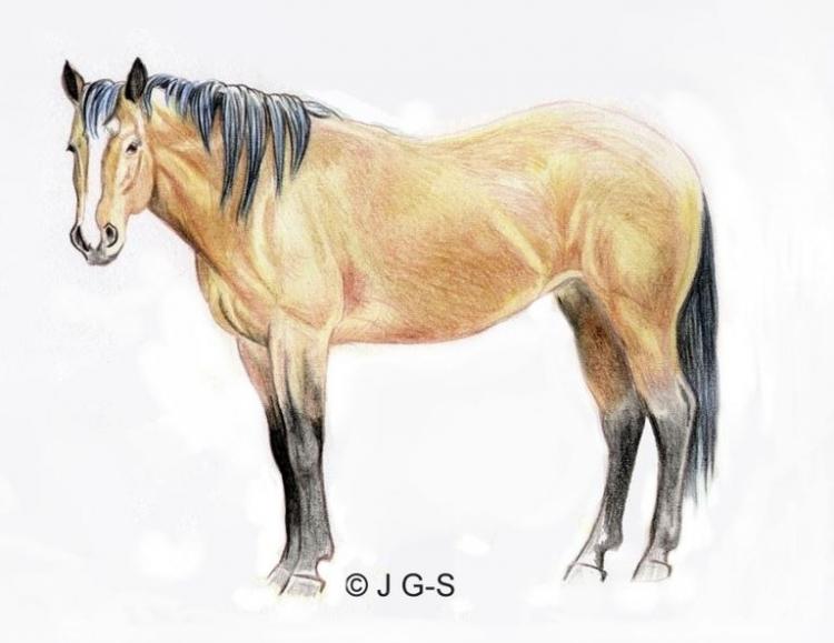 Рисуем лошадь цветными карандашами - шаг 4