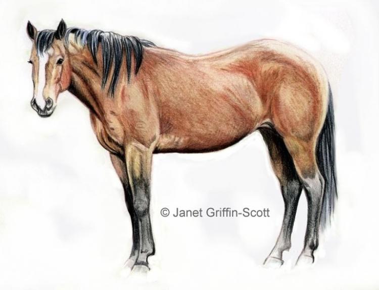 Рисуем лошадь цветными карандашами - шаг 5