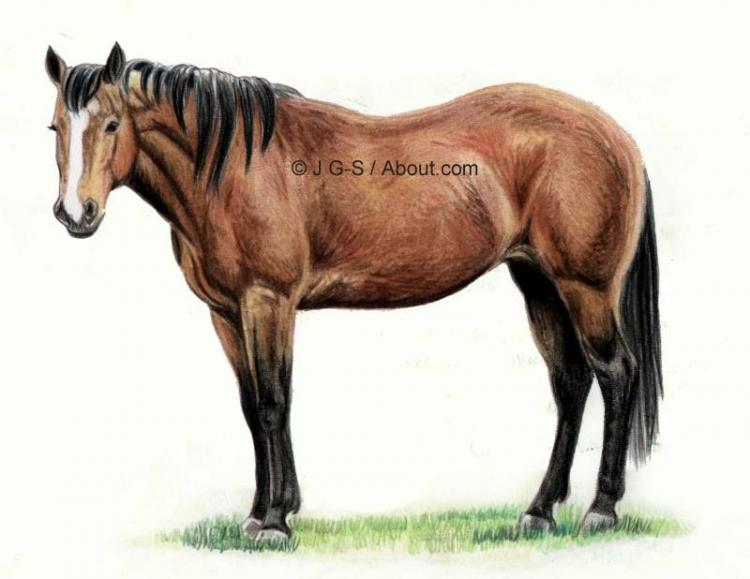 Рисуем лошадь цветными карандашами - шаг 6