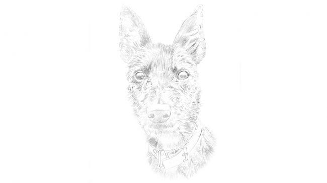 Рисуем портрет собаки карандашом - шаг 1