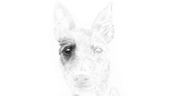 Рисуем портрет собаки карандашом - шаг 2