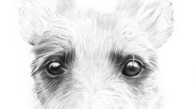 Рисуем портрет собаки карандашом - шаг 3