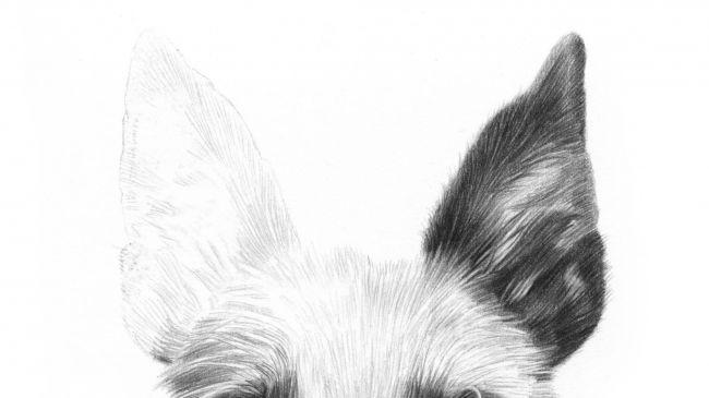 Рисуем портрет собаки карандашом - шаг 4