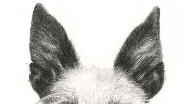 Рисуем портрет собаки карандашом - шаг 5