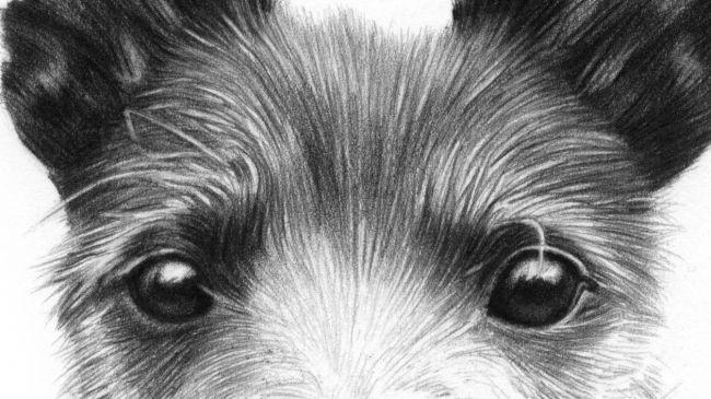 Рисуем портрет собаки карандашом - шаг 6