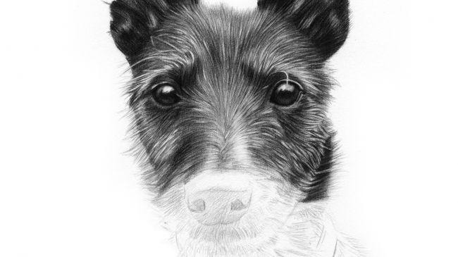 Рисуем портрет собаки карандашом - шаг 7