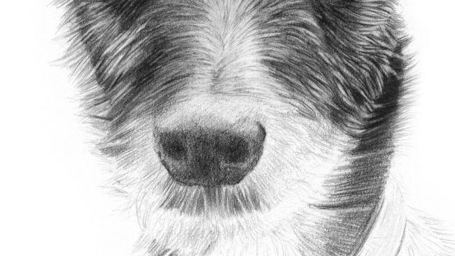Рисуем портрет собаки карандашом - шаг 8