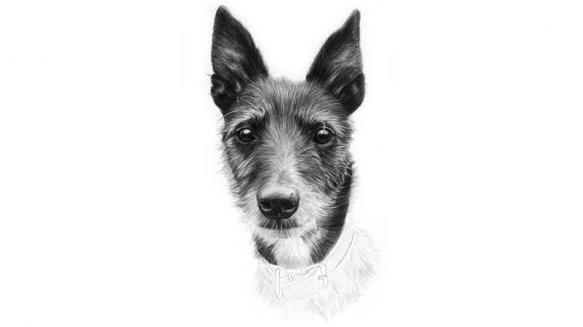 Рисуем портрет собаки карандашом - шаг 9