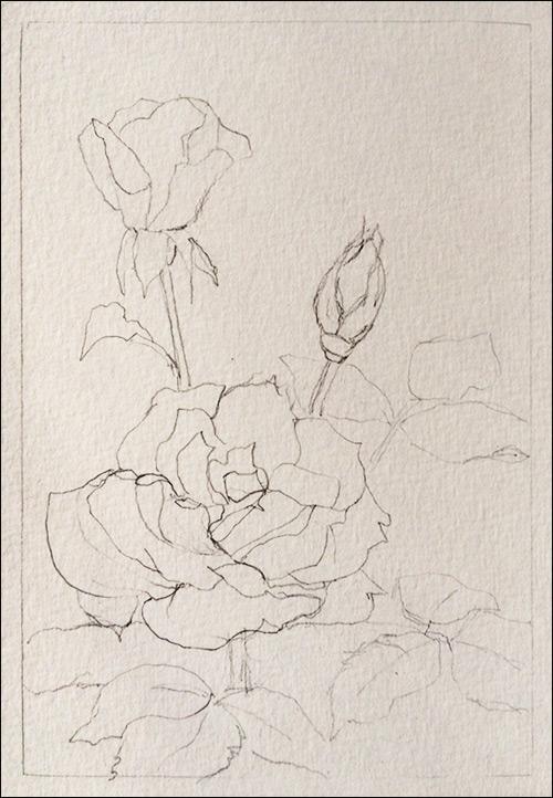 Рисуем реалистичные розы акварелью - шаг 1