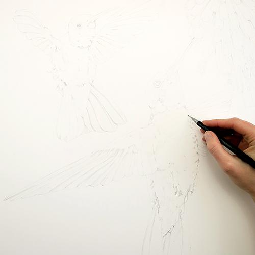 Рисуем колибри акварелью - шаг 1