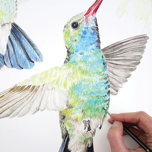 Рисуем колибри акварелью - шаг 15