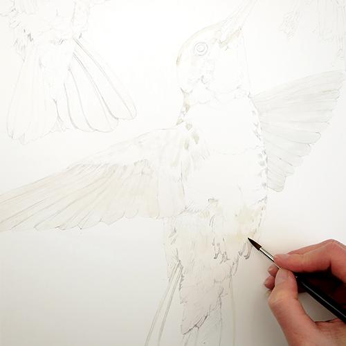 Рисуем колибри акварелью - шаг 2