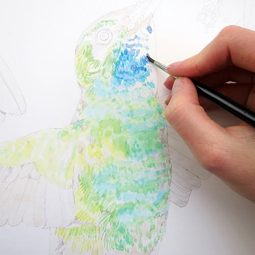 Рисуем колибри акварелью - шаг 3