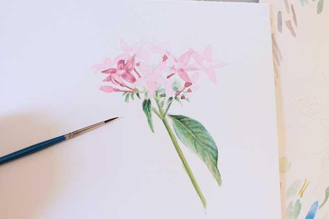 Рисуем цветы акварелью и цветными карандашами - шаг 12