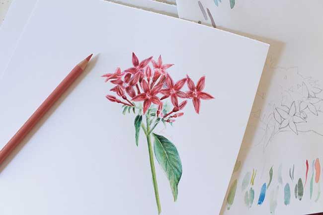 Рисуем цветы акварелью и цветными карандашами - шаг 15