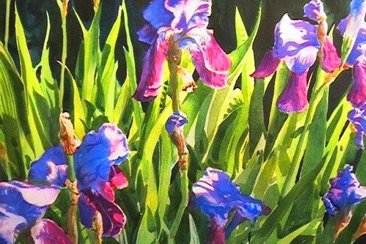 Рисуем фиолетовые ирисы акварелью
