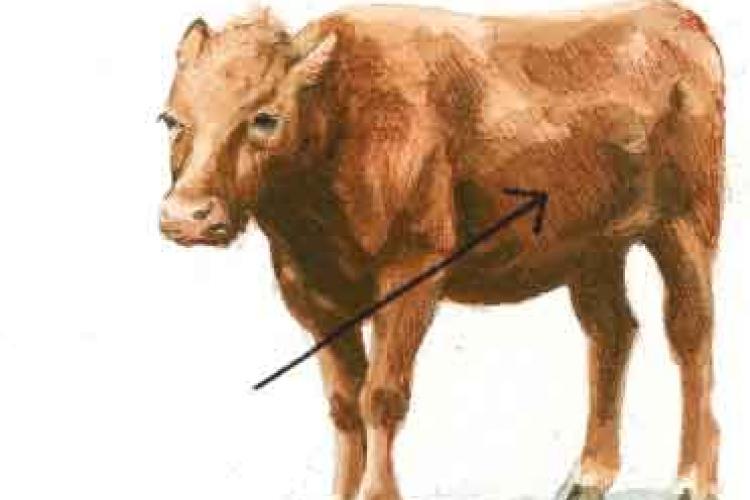 Как нарисовать корову акварелью и чернилами