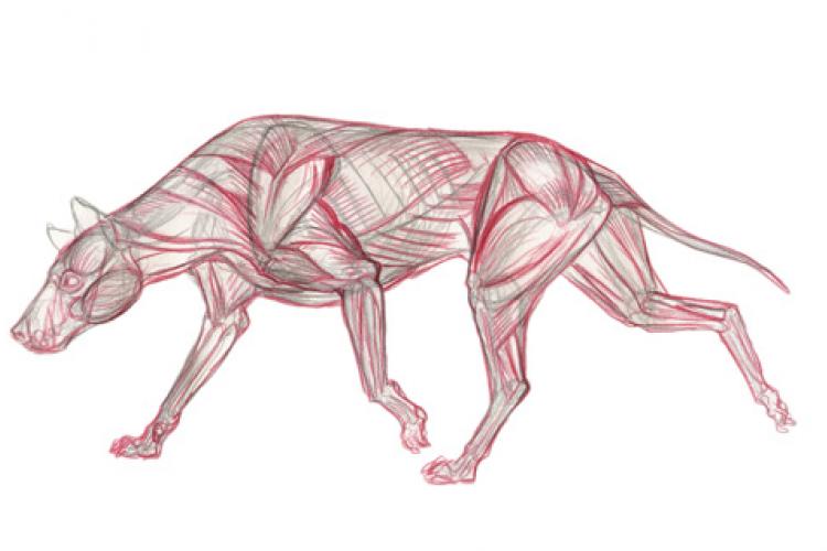 Анатомия животного: как рисовать группы мышц за 5 шагов