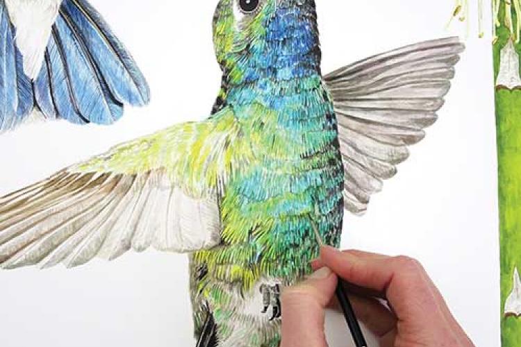 Рисуем реалистичных колибри