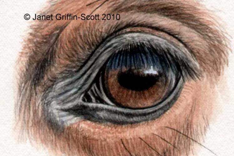 Рисуем глаз лошади цветными карандашами