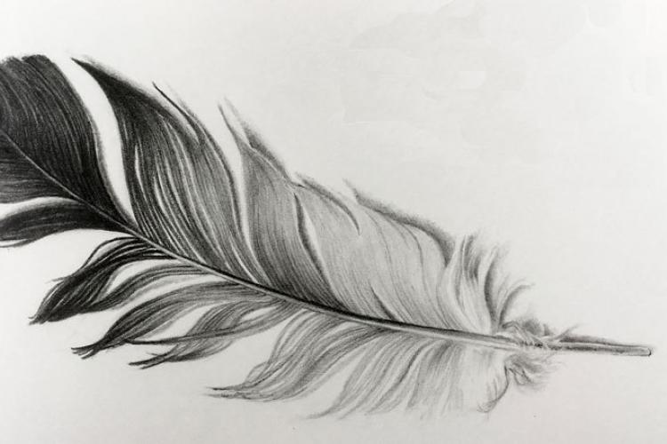 Как нарисовать перо птицы