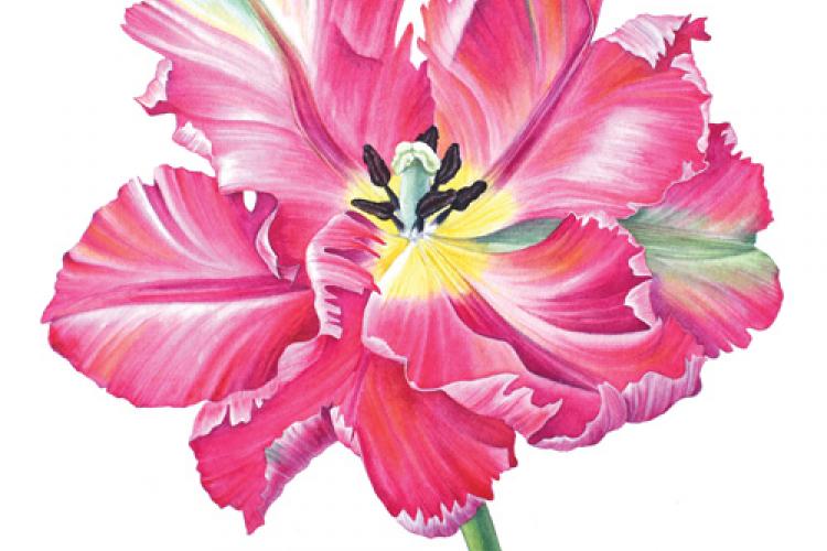 Как нарисовать тюльпан акварелью пошагово