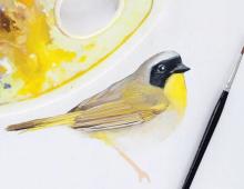Как рисовать птиц акварелью и гуашью