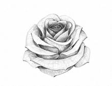 Как нарисовать розу - пошаговый туториал