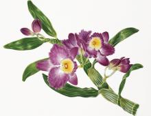 Рисуем орхидею акварелью
