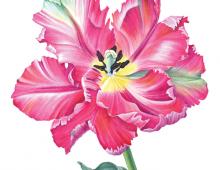 Как нарисовать тюльпан акварелью пошагово