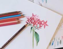 Рисуем цветы акварелью и цветными карандашами пошагово