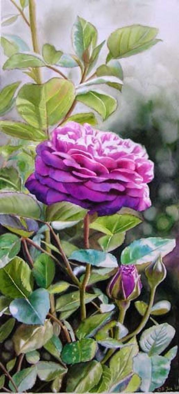 Рисование розы "Хайди Клум"акварелью