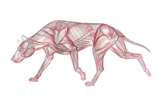 Анатомия животного: как рисовать группы мышц за 5 шагов