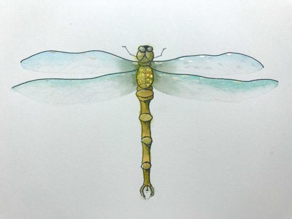Как нарисовать красивую стрекозу акварелью
