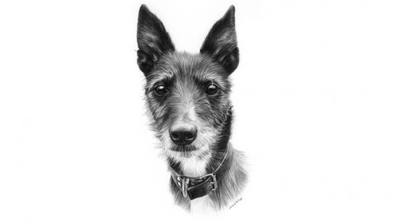 Как нарисовать портрет собаки