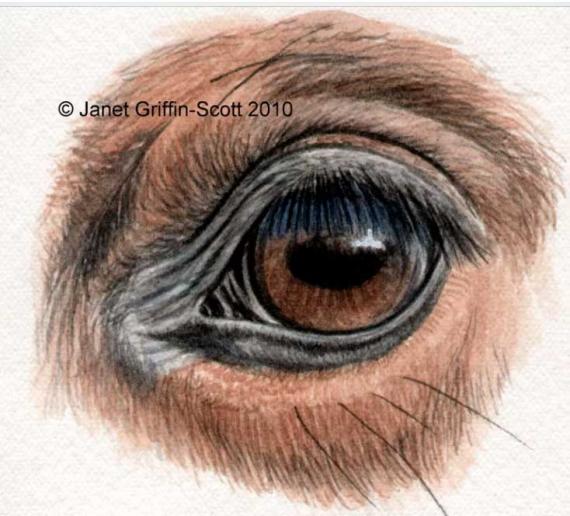 Рисуем глаз лошади цветными карандашами