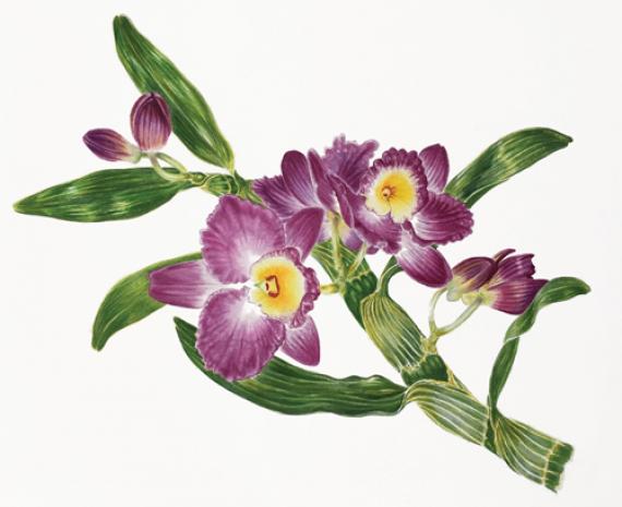 Рисуем орхидею акварелью