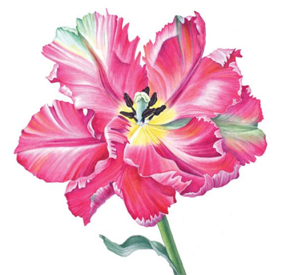 Как нарисовать тюльпаны